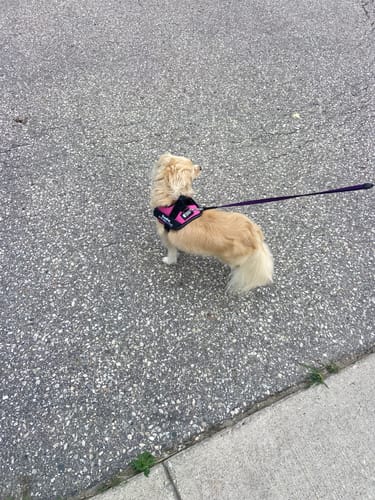 Customer's light-colored dog wearing a pink Dogshood No Pull Harness, standing on pavement.