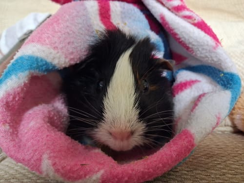 Customer's pet Kitkat resting inside a soft pink, blue, and white blanket while nibbling on Meadow Hay Box hay.