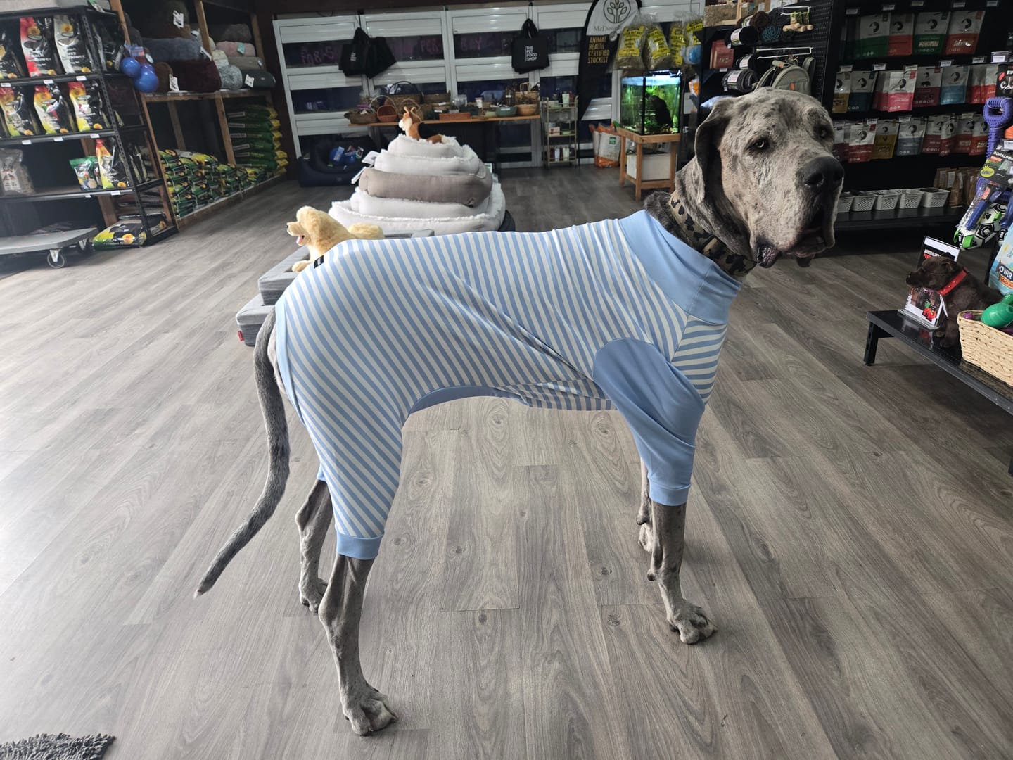 Customer photo review of Dog Pajama - Blue Stripes