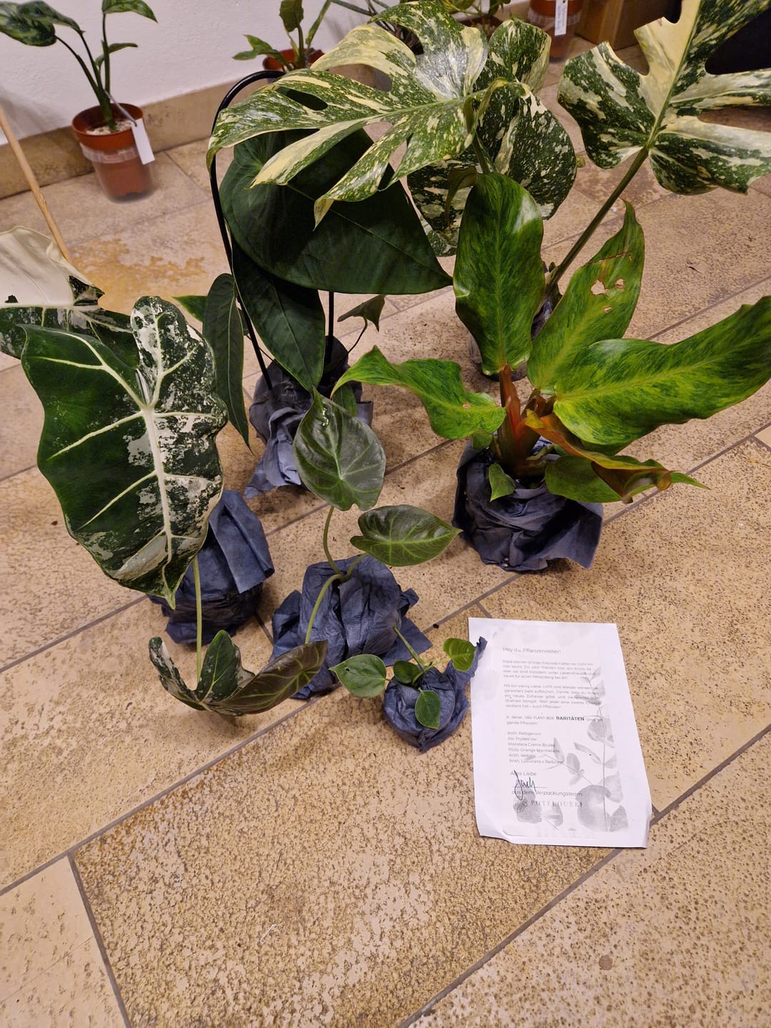 Customer photo review of SAD-PLANT-SET