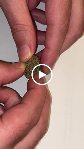 Customer video review of Blueberry Skittlez (Value Indoor) – Bulk THCA Flower 1 lb
