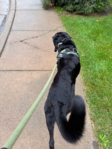 Customer's black dog wearing a colorful Dogshood No Pull Harness, walking along a concrete sidewalk.