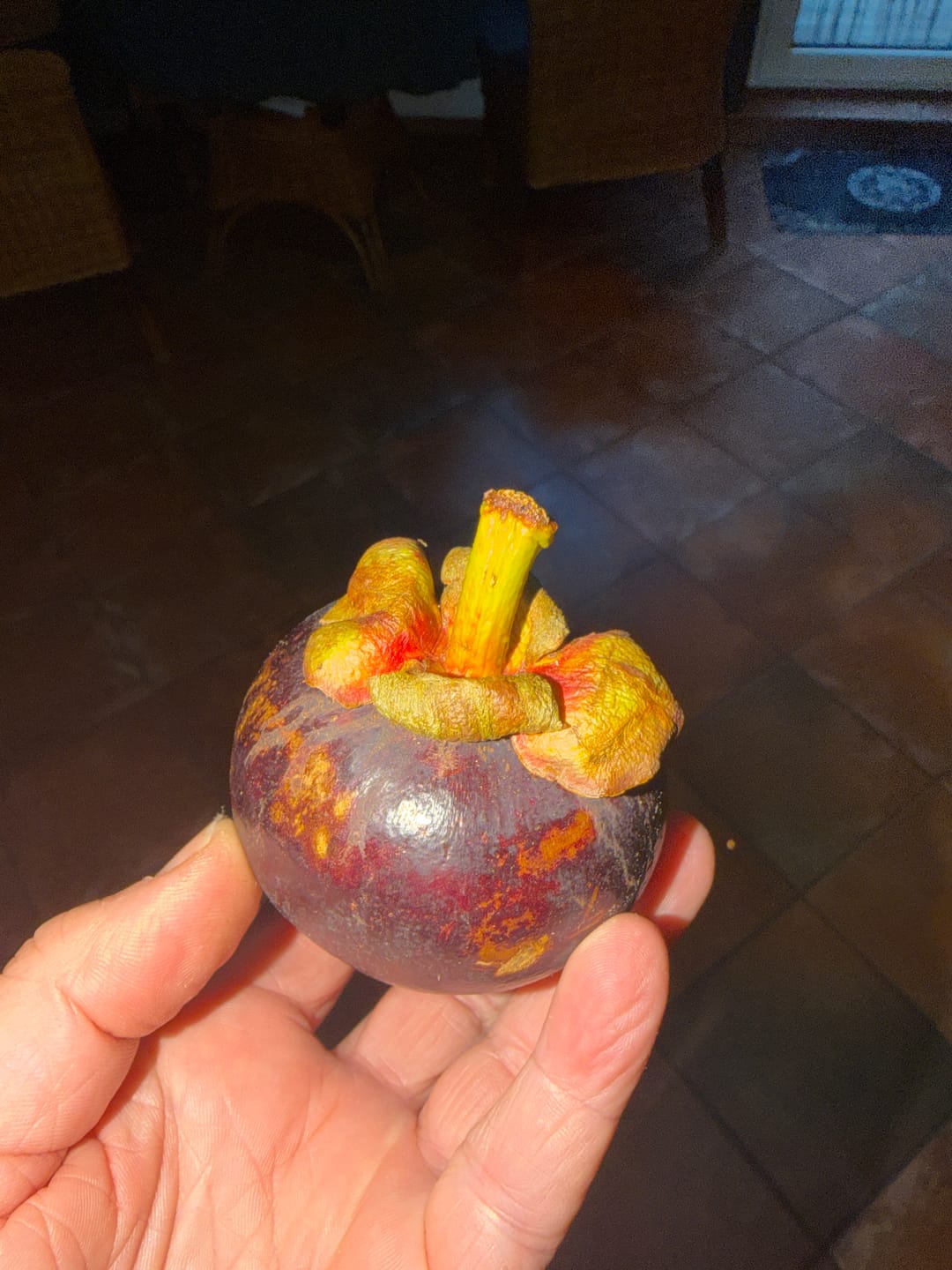 Customer photo review of Mangostan (Mangosteen) Sommeraktion %