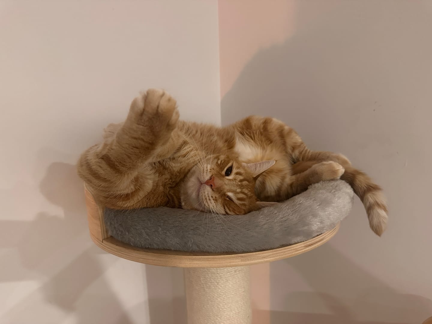 Customer photo review of NUMERI® Solid Wood Multi-Level Cat Tower - 183cm