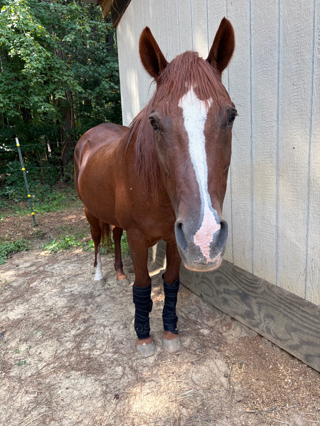 Customer photo review of HorseHalo™ HaloLegs