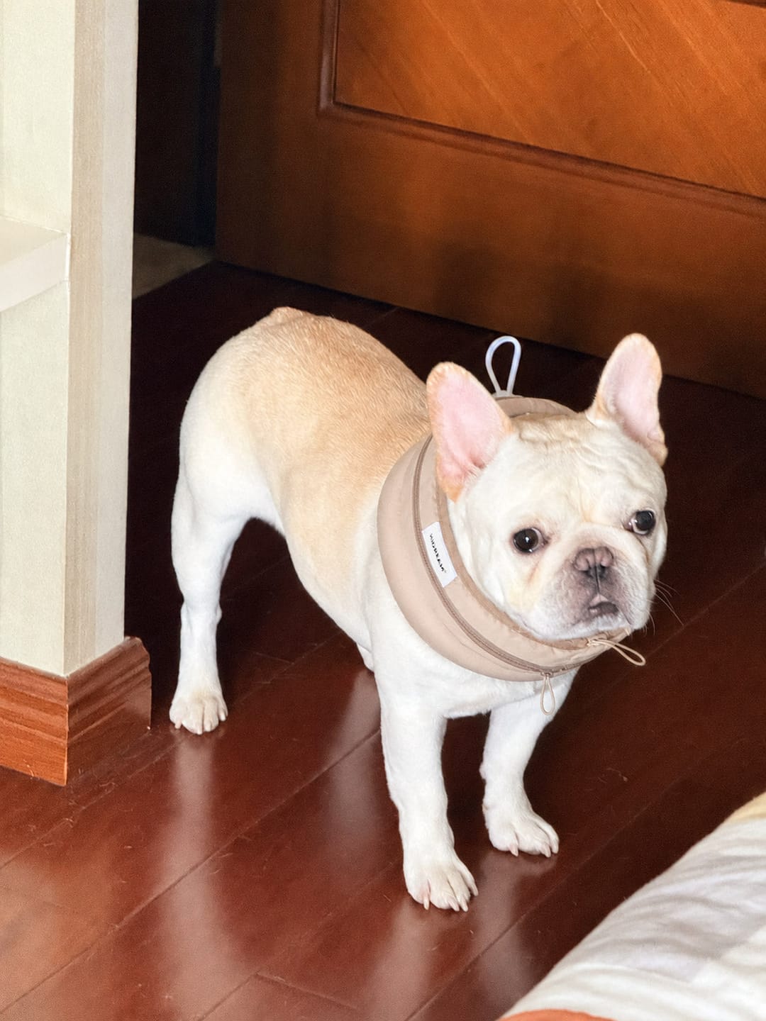 Customer photo review of Dog Cooling Collar with Reusable Ice Packs – Waterproof, Adjustable & Skin-Safe Design (No Direct Ice Contact)