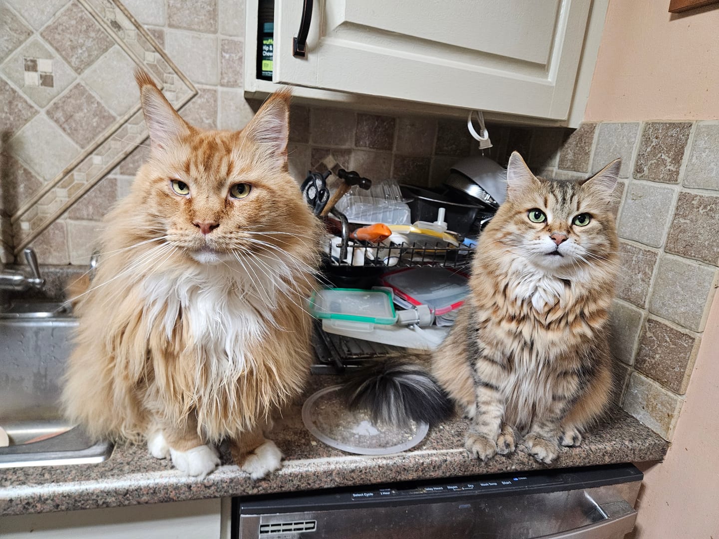 Customer photo review of Fish Oil 64oz