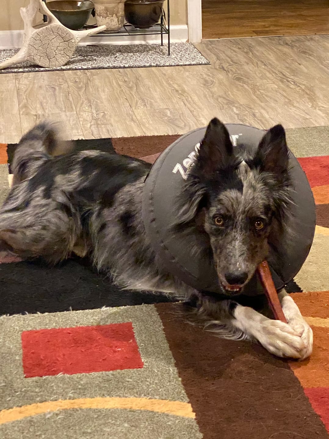 Customer photo review of 12 Inch Jumbo Bully Stick