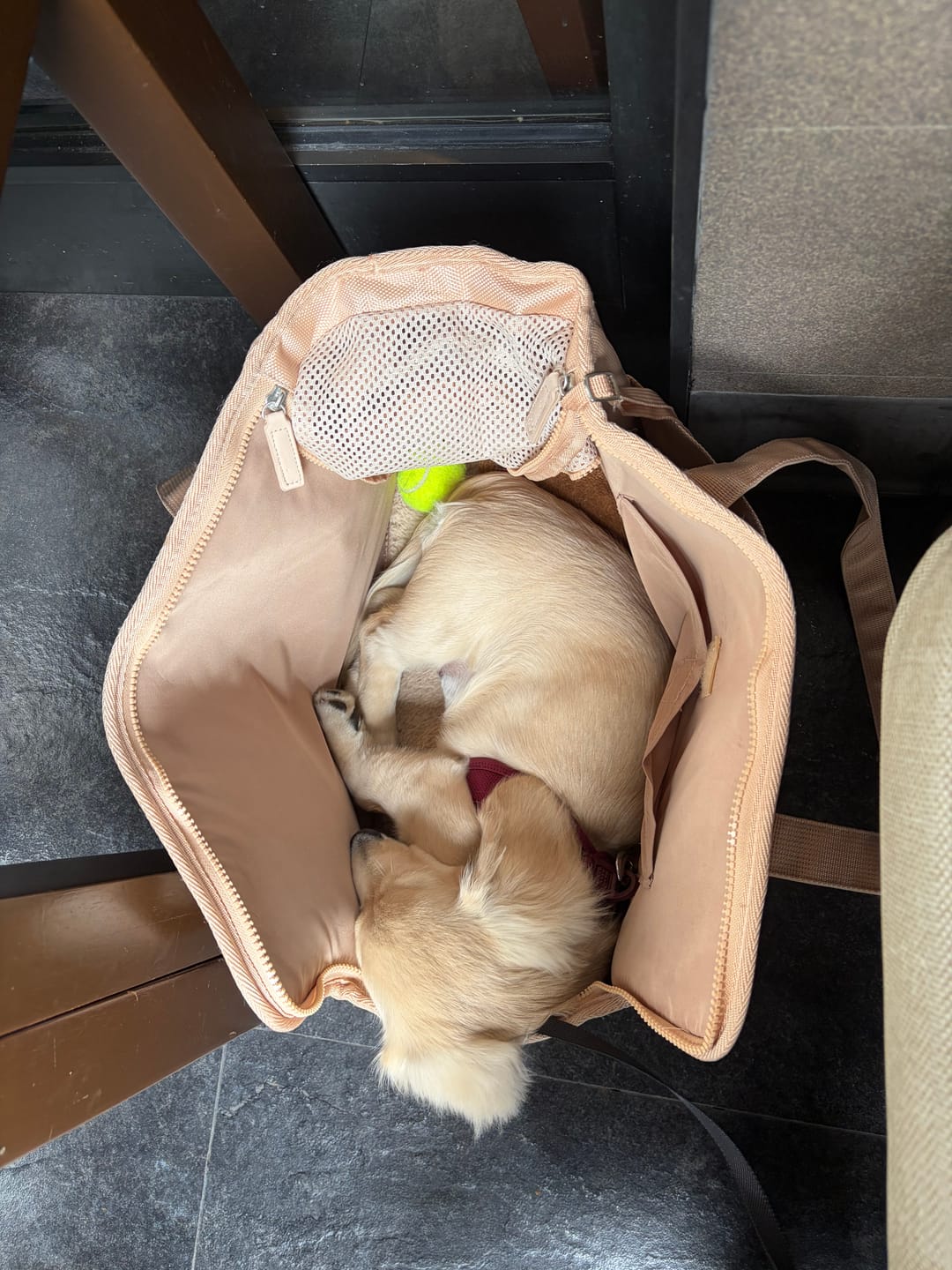 Customer photo review of All-Black Pet Backpack