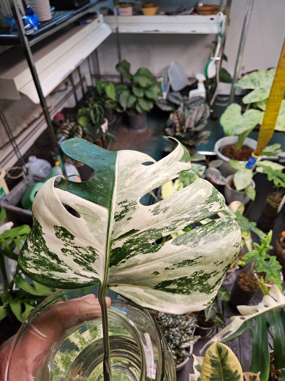 Customer photo review of Monstera Albo Borsigiana Cutting - Extremely Rare variegated monstera albo GROWER's Choice
