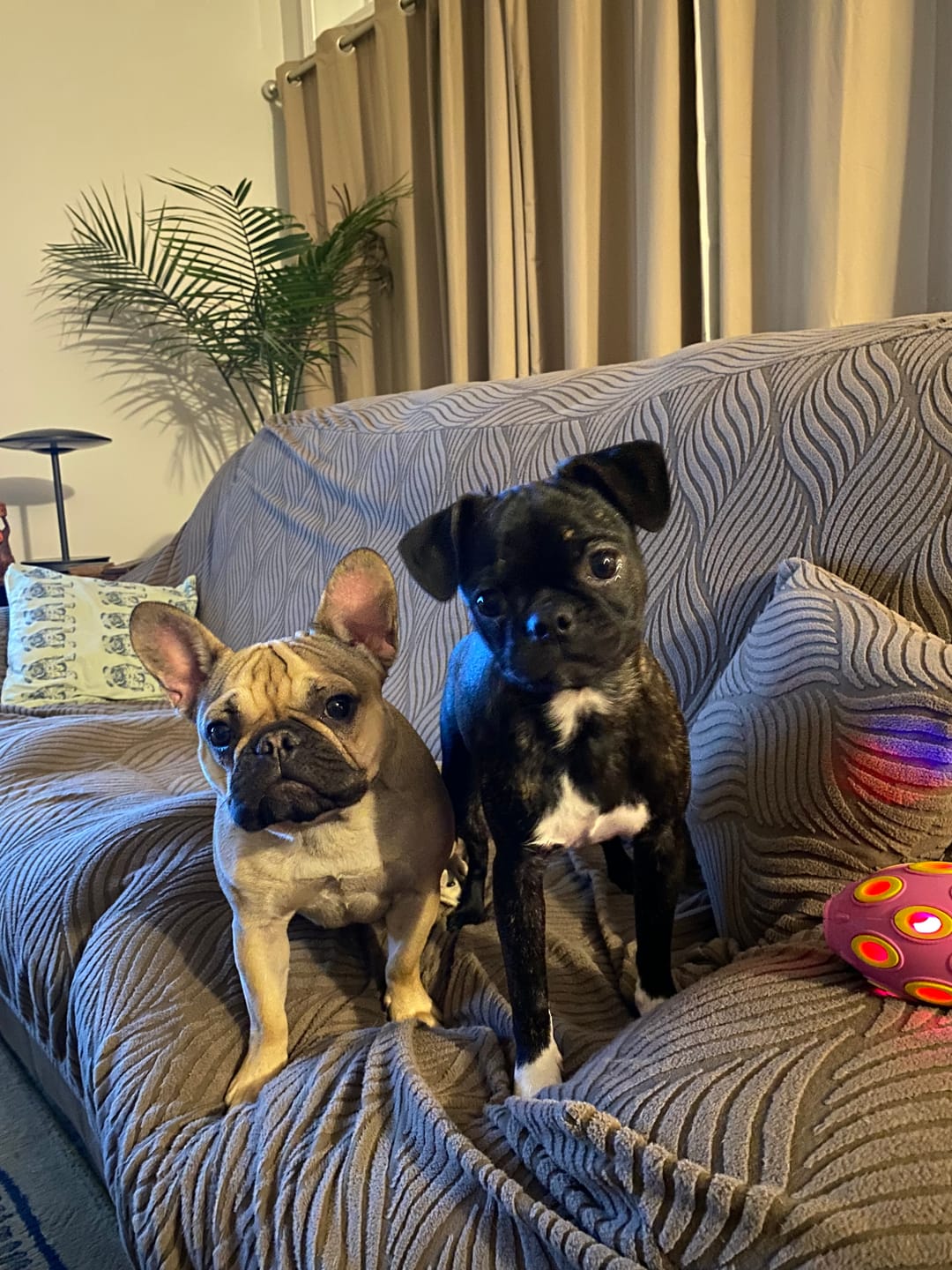 Customer photo review of 12 Inch Standard Bully Stick