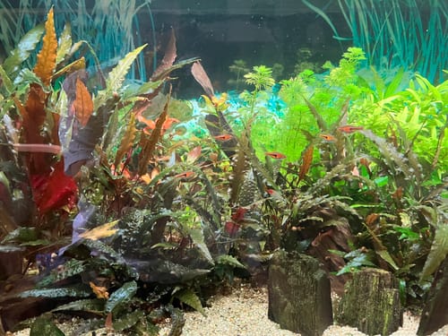 Customer photo review of Aquarienpflege 27.08.2026 11:15-12:15Uhr