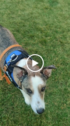 Customer video review of Dogshood ™ Ergonomic Harness