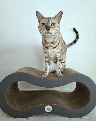 Customer photo review of Katzenliege Infinity Lounge L