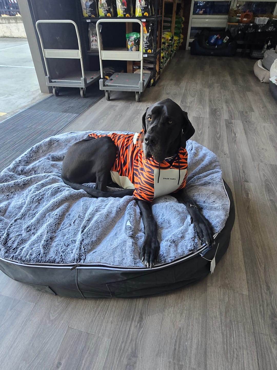 Customer photo review of Halloween Dog Hoodie - Tiger