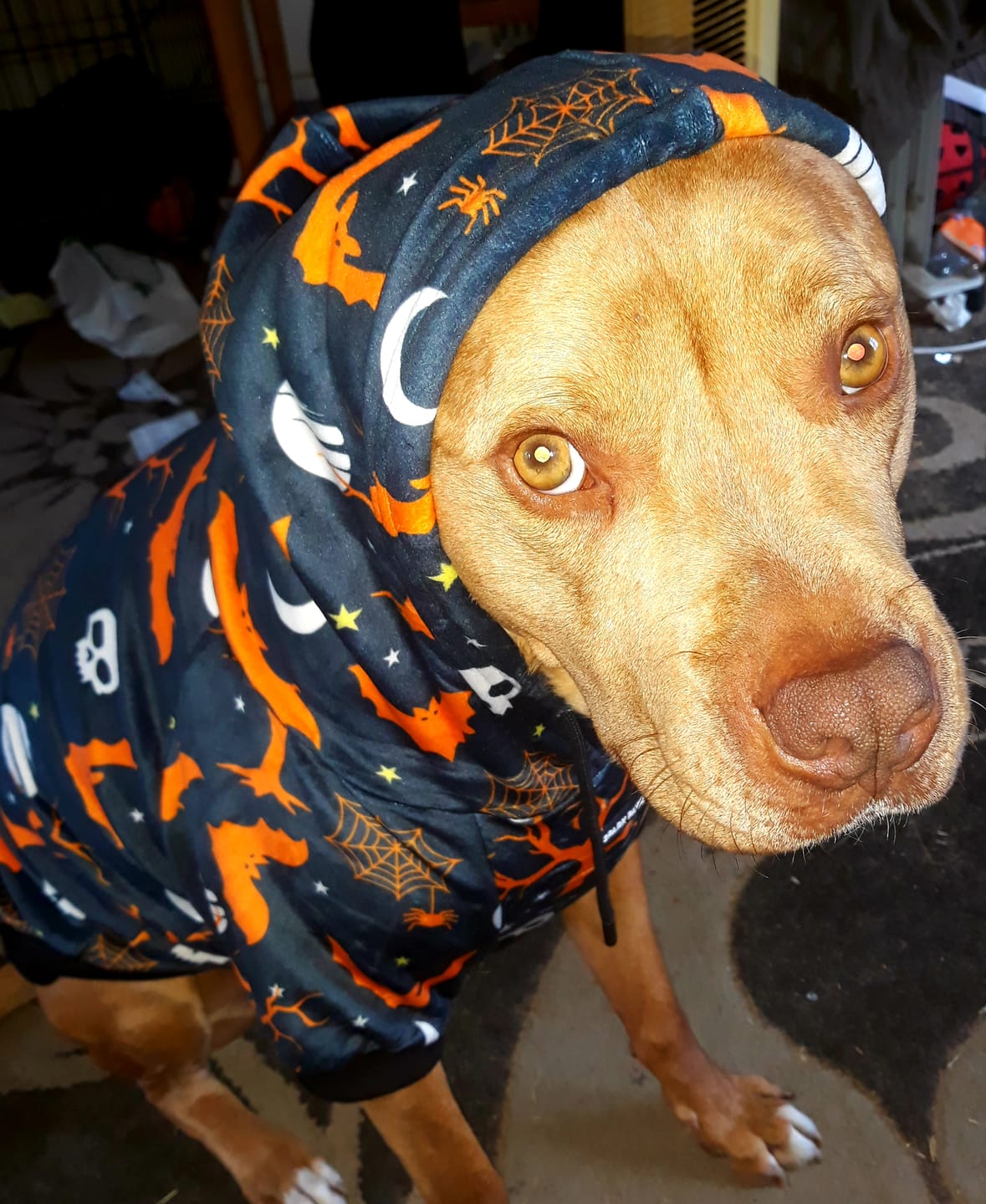 Customer photo review of Halloween Dog Hoodie - Black