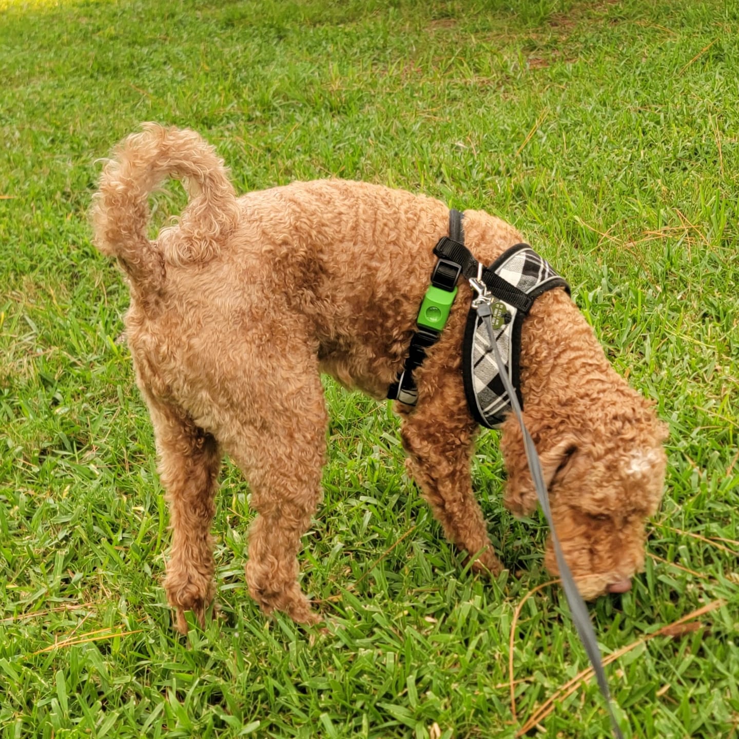 Customer photo review of FurLife™ - 12 Months All Natural Flea and Tick Tags for Dogs