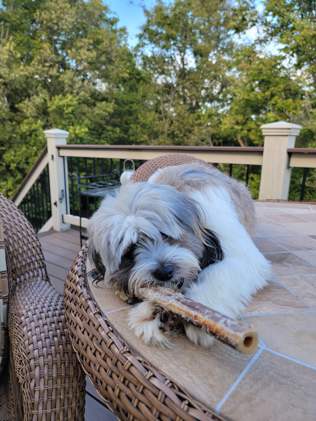 Customer photo review of Medium Ostrich Cane (10" x 3"): The Long-Lasting, Flavor-Packed Chew for Medium & Large Dogs