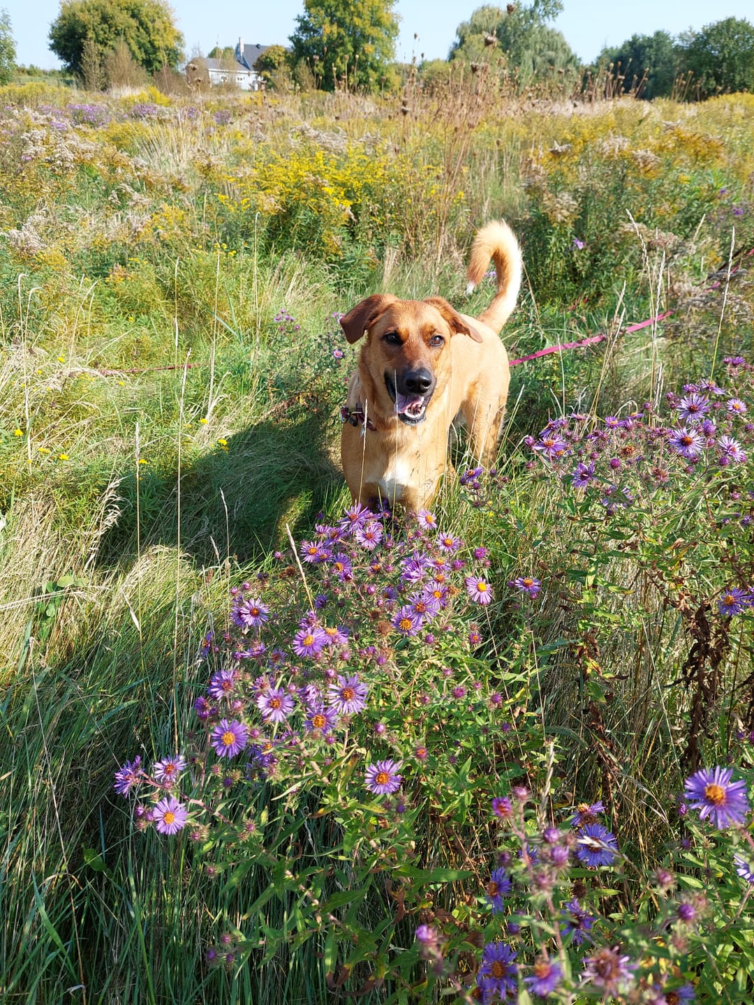 Customer photo review of 12 Inch Standard Bully Stick