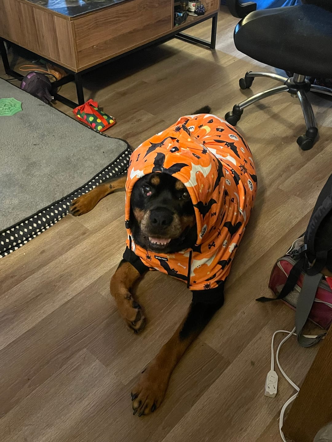 Customer photo review of Halloween Dog Hoodie - Orange