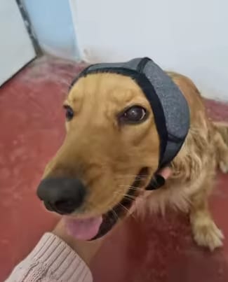 Customer photo review of Orejeras Anti-Ruido para Perros