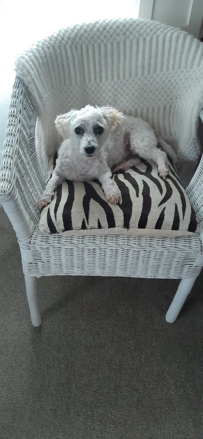 Customer photo review of Drontal Allwormer 2 Pack Tasty Bone Tablets for Dogs