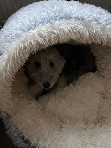 Customer photo review of Super Plush Cove Bed (Medium or Large)