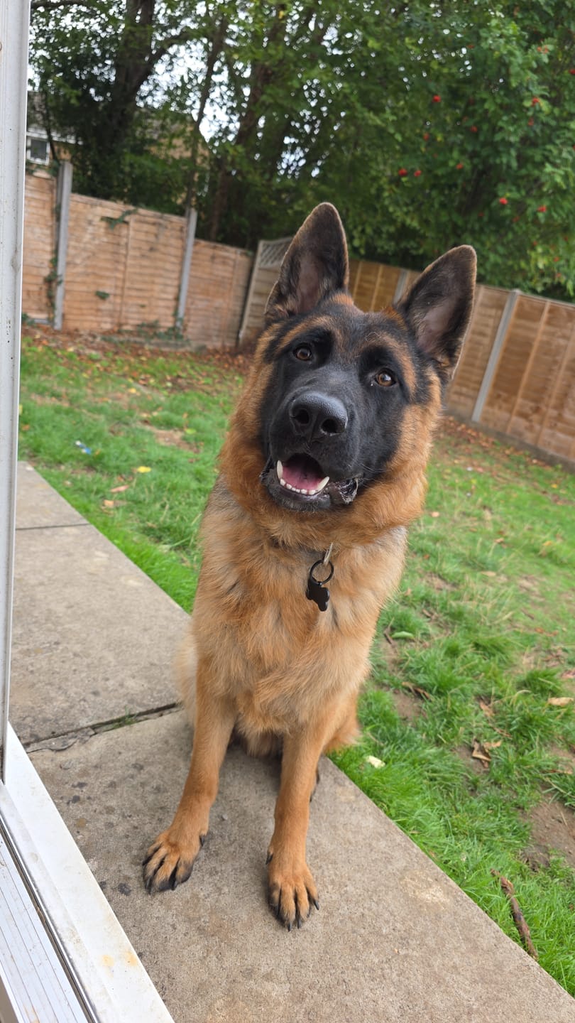 Customer photo review of Dog Bone ID Tag - Black