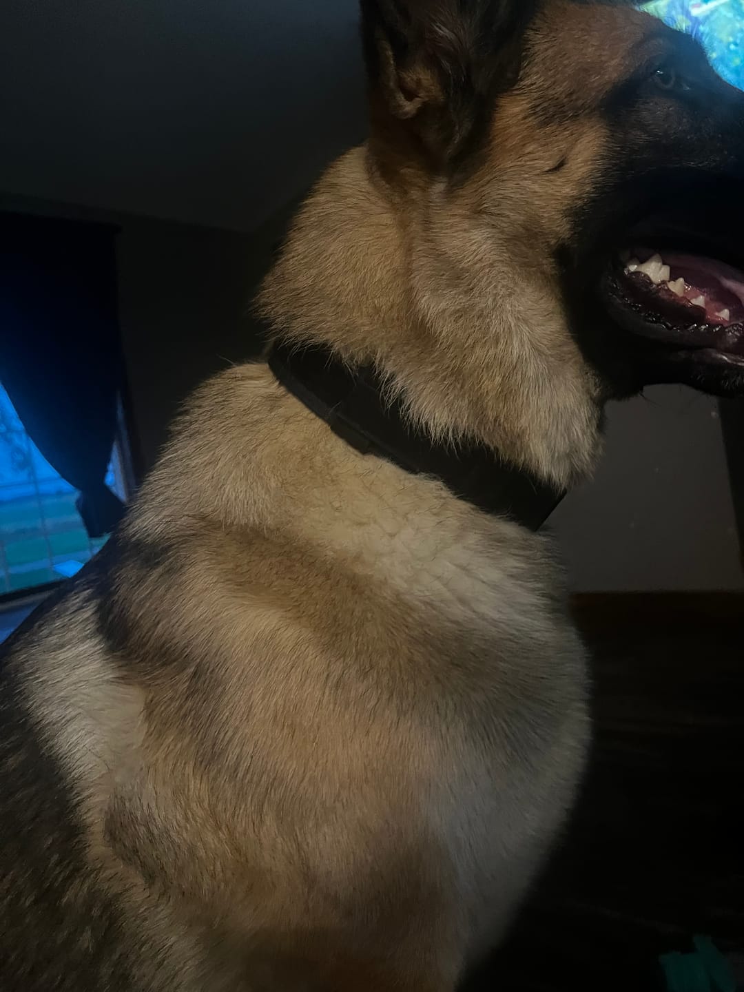 Customer photo review of Metal-Buckle Tactical K9 Dog Collar With Hook & Loop Panel & Top Handle