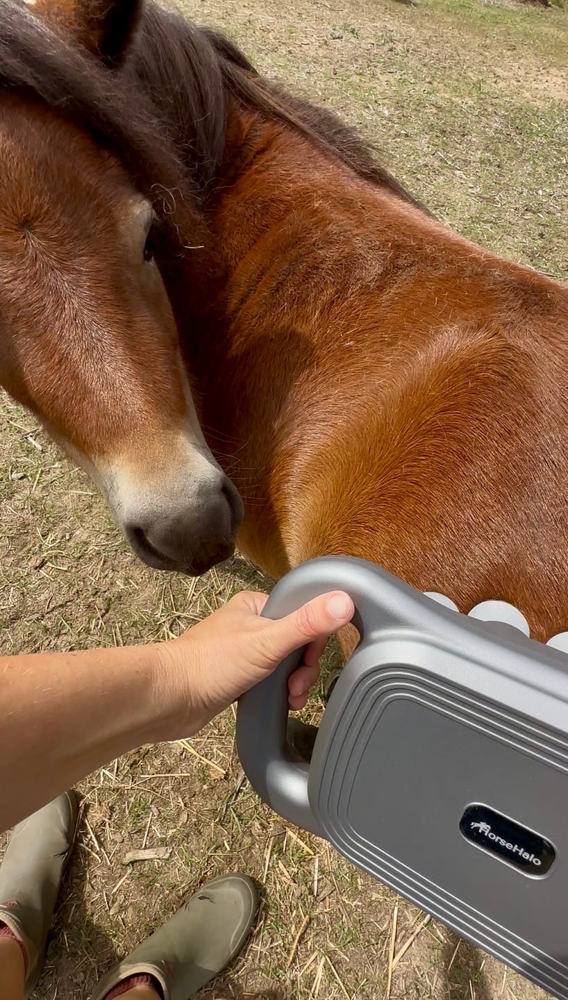 Customer photo review of HorseHalo™ 8 Heads Red Light Massage Gun