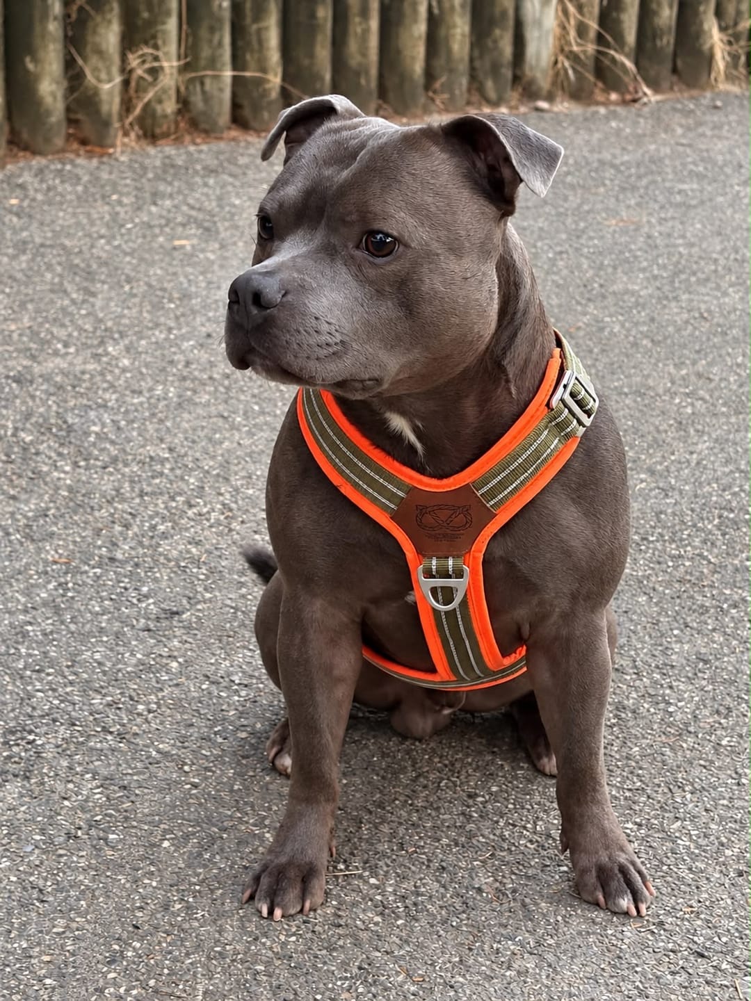 Customer photo review of Staffordshire Bull Terrier 1935® Harness & Leash Set - Stitch Edition - Green & Neon Orange