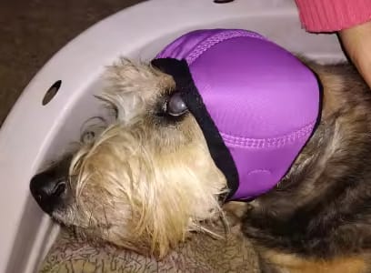Customer photo review of Orejeras Anti-Ruido para Perros