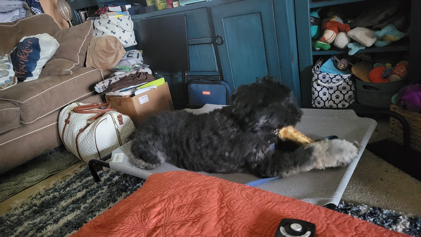 Customer photo review of Ostrich Hip Bone (12" x 5"x 3”): The Durable, Flavor-Packed Chew for Medium & Large Dogs