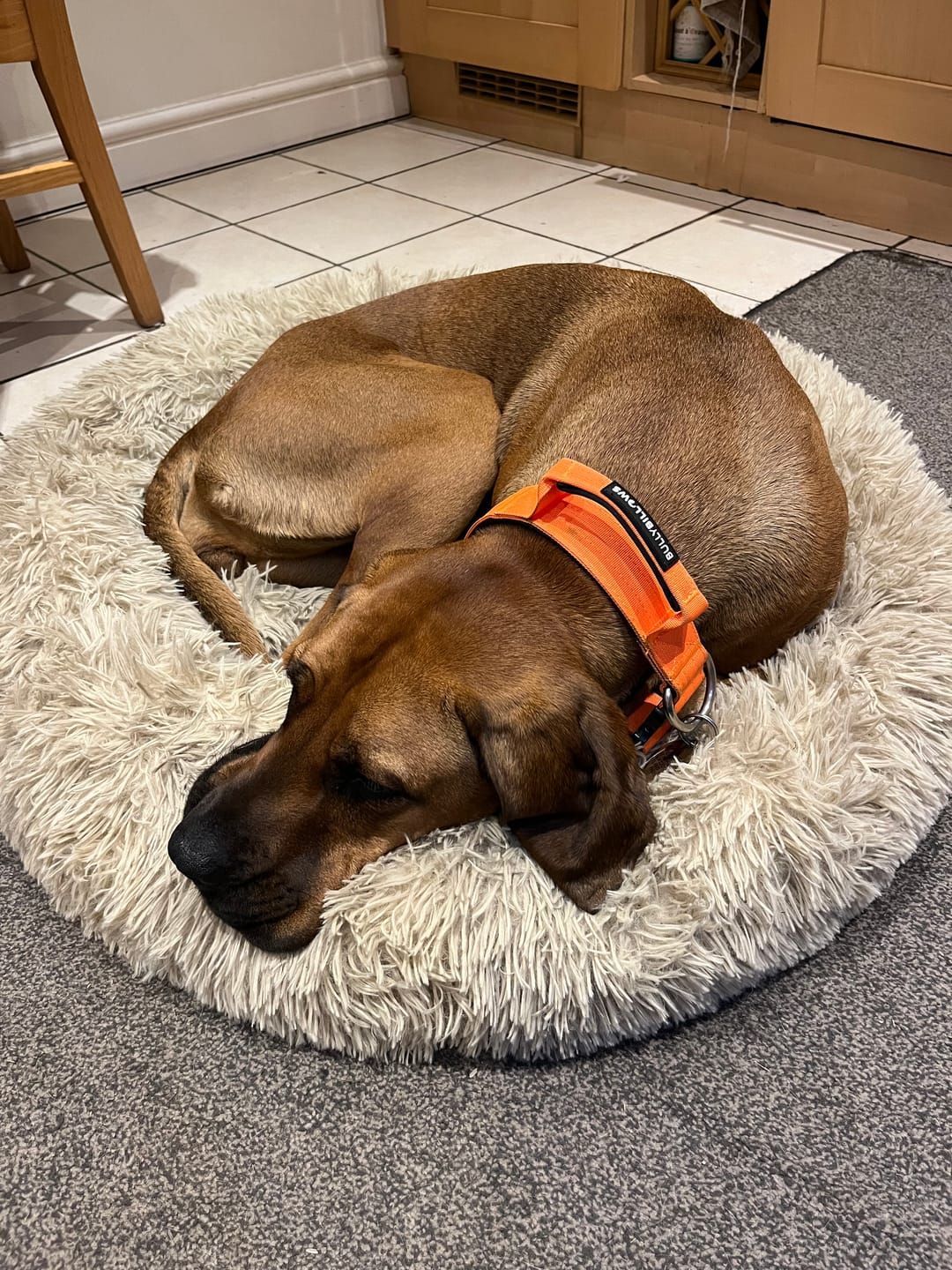 Customer photo review of 4cm Combat® Collar | With Handle & Secured Clip - Orange