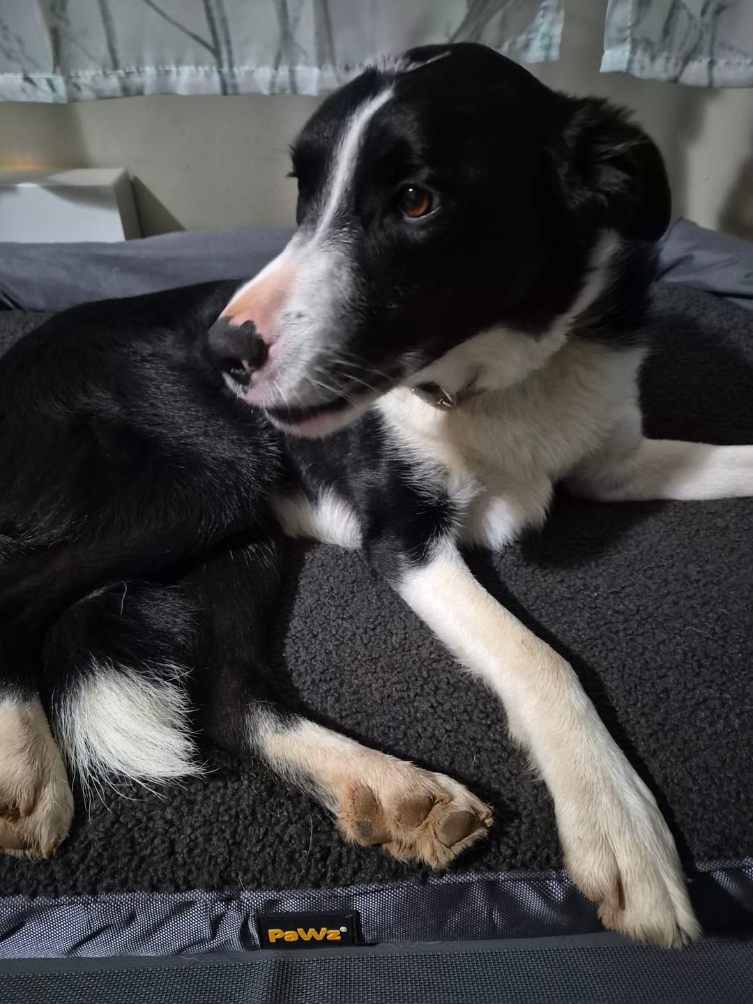 Customer photo review of Pet Bed Sleep Calming Orthopaedic Foam Mattress Removable Washable