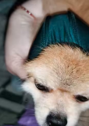 Customer photo review of Orejeras Anti-Ruido para Perros