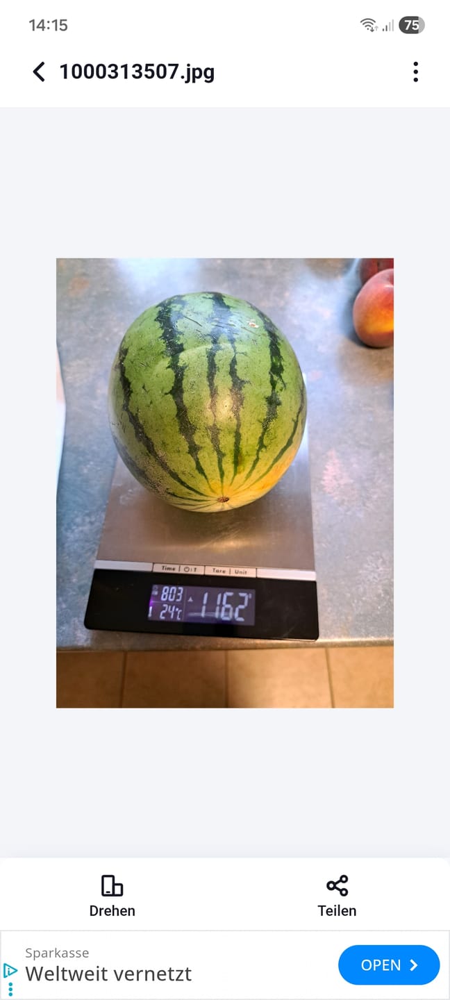Customer photo review of Wassermelone Mini Bio Biomigliore aus Sizilien