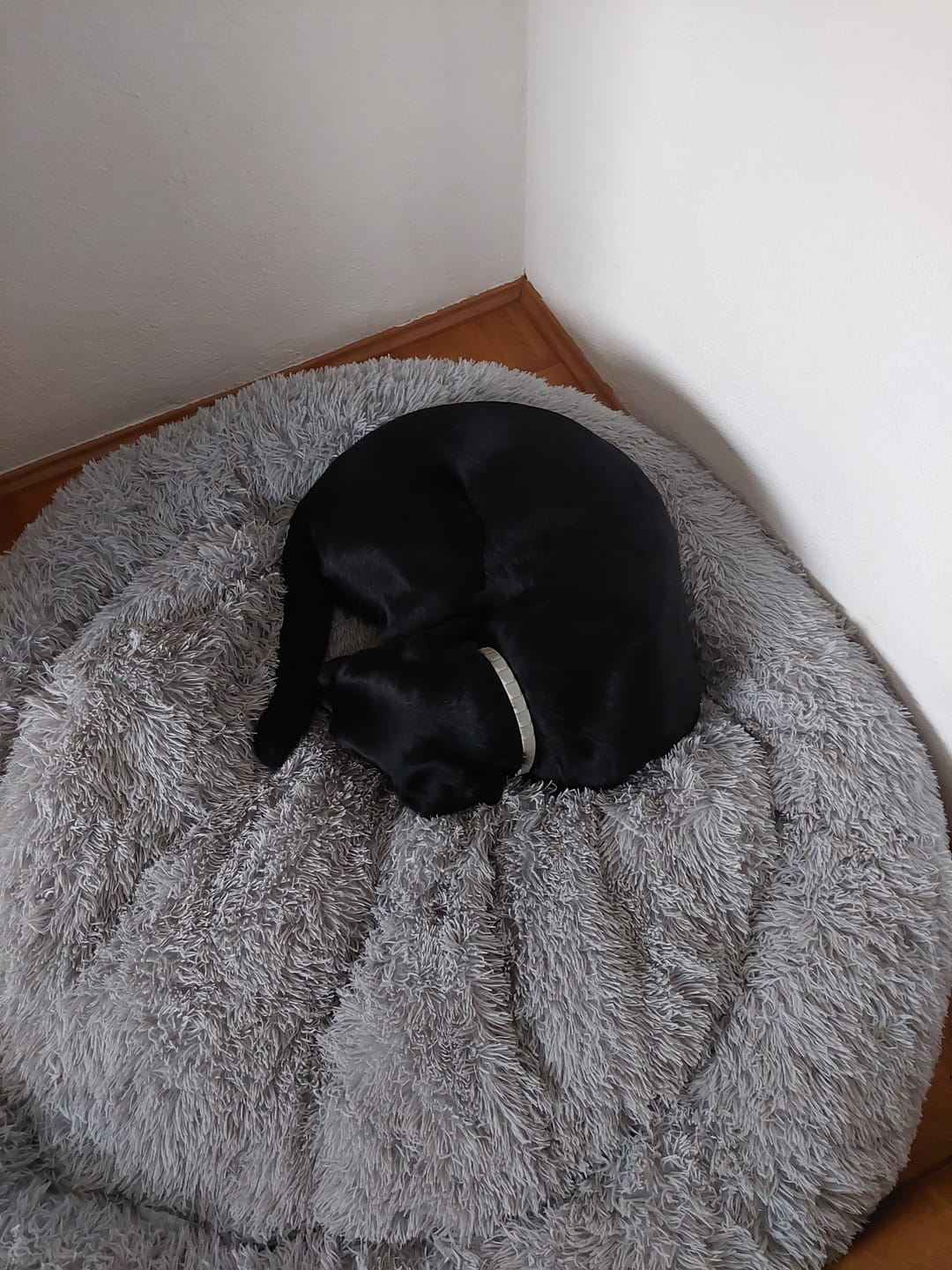 Customer photo review of Puppery Hundebett Wolke 7 - Das Original