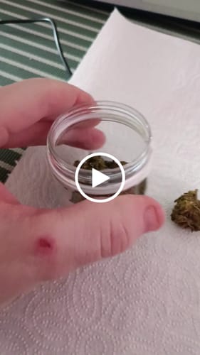 Customer video review of THC-A 34% Flower White Truffle