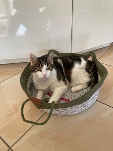Customer's Fellnest Katzenkorb, a grey woven basket with a green rim, with a tabby cat resting comfortably inside.