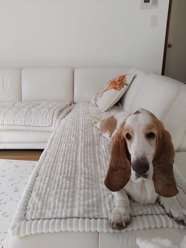 Customer photo review of Cosy Couch - Couch Cover