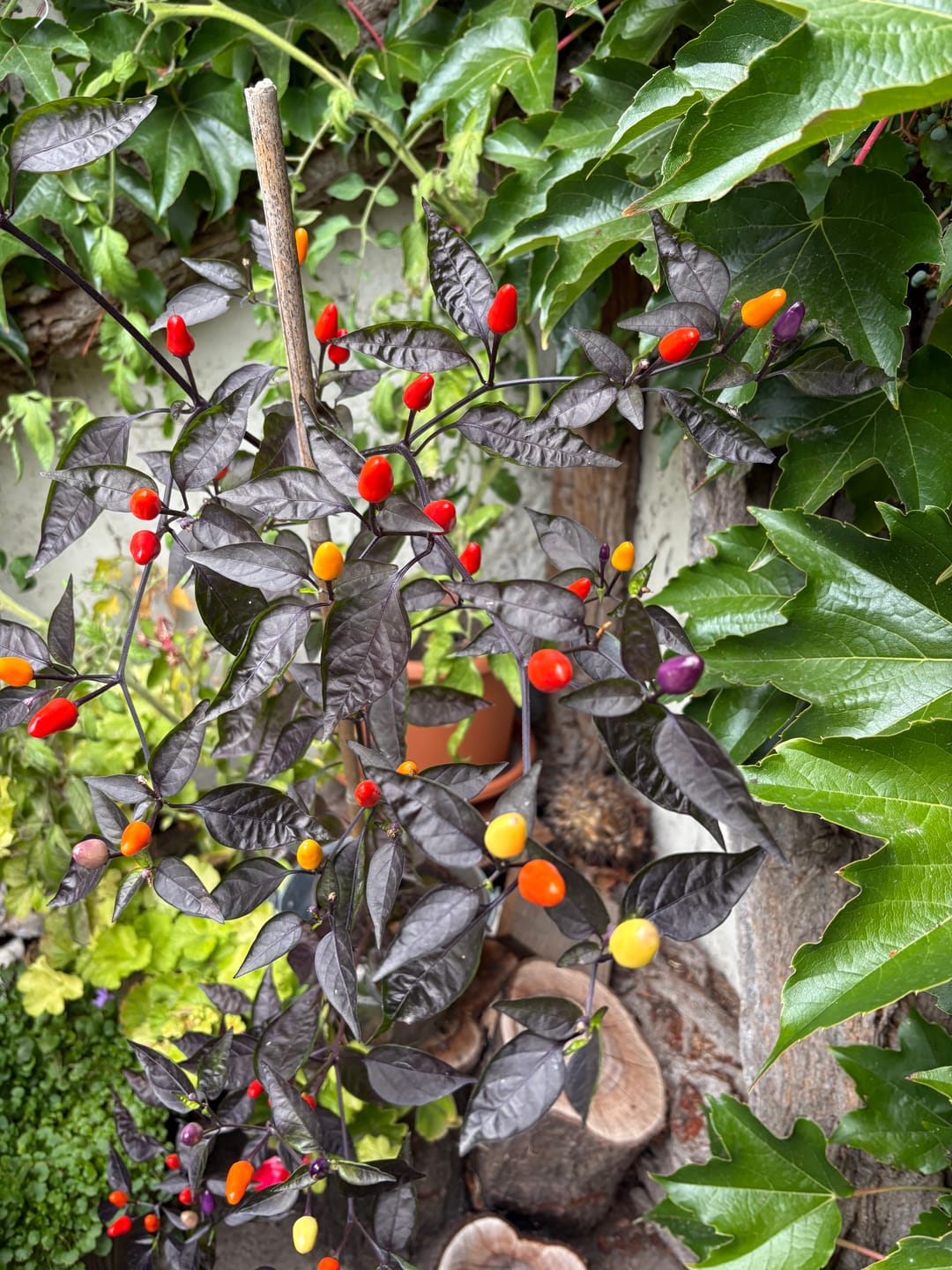 Customer photo review of Chili ‘Lila Luzi‘