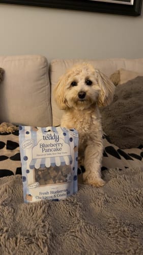 Reviewer's fluffy dog sitting on a gray sofa next to a bag of Blueberry Pancake Teddy Bear Soft Treats.