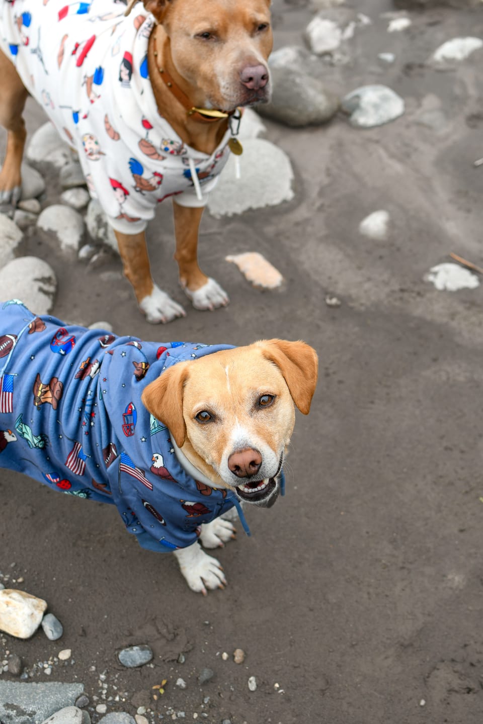 Customer photo review of The USA Dog Hoodie - Blue