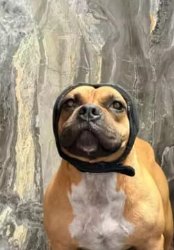 Customer photo review of Orejeras Anti-Ruido para Perros