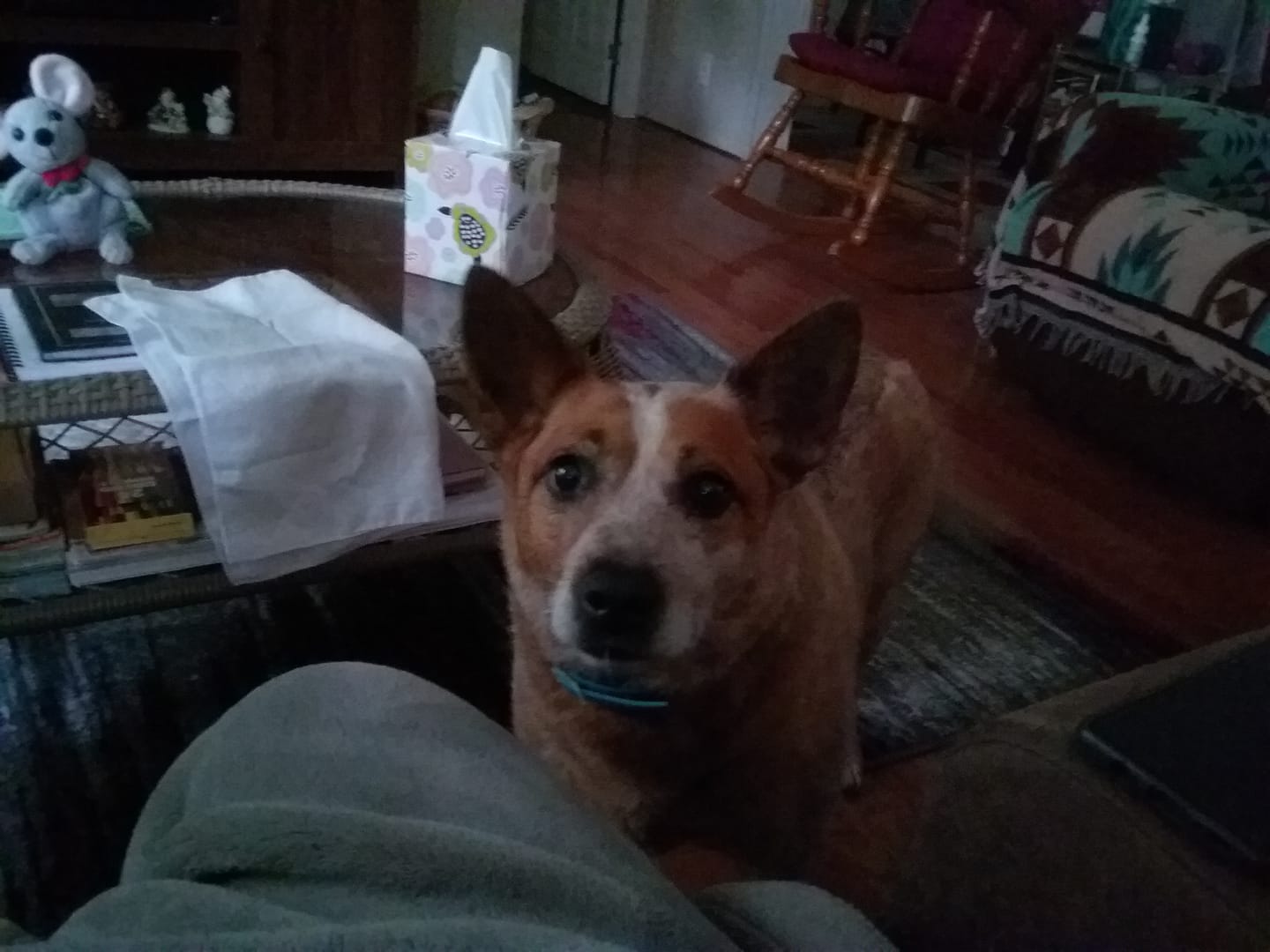 Customer photo review of FurLife™ - 12 Months All Natural Flea and Tick Tags for Dogs