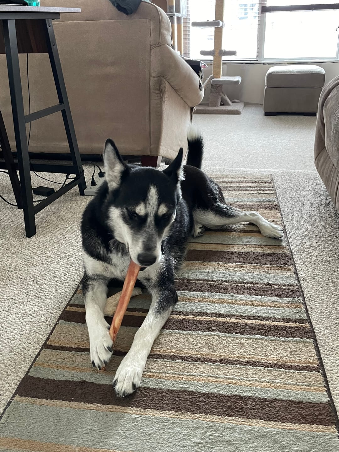Customer photo review of 6 Inch Jumbo Braided Bully Stick