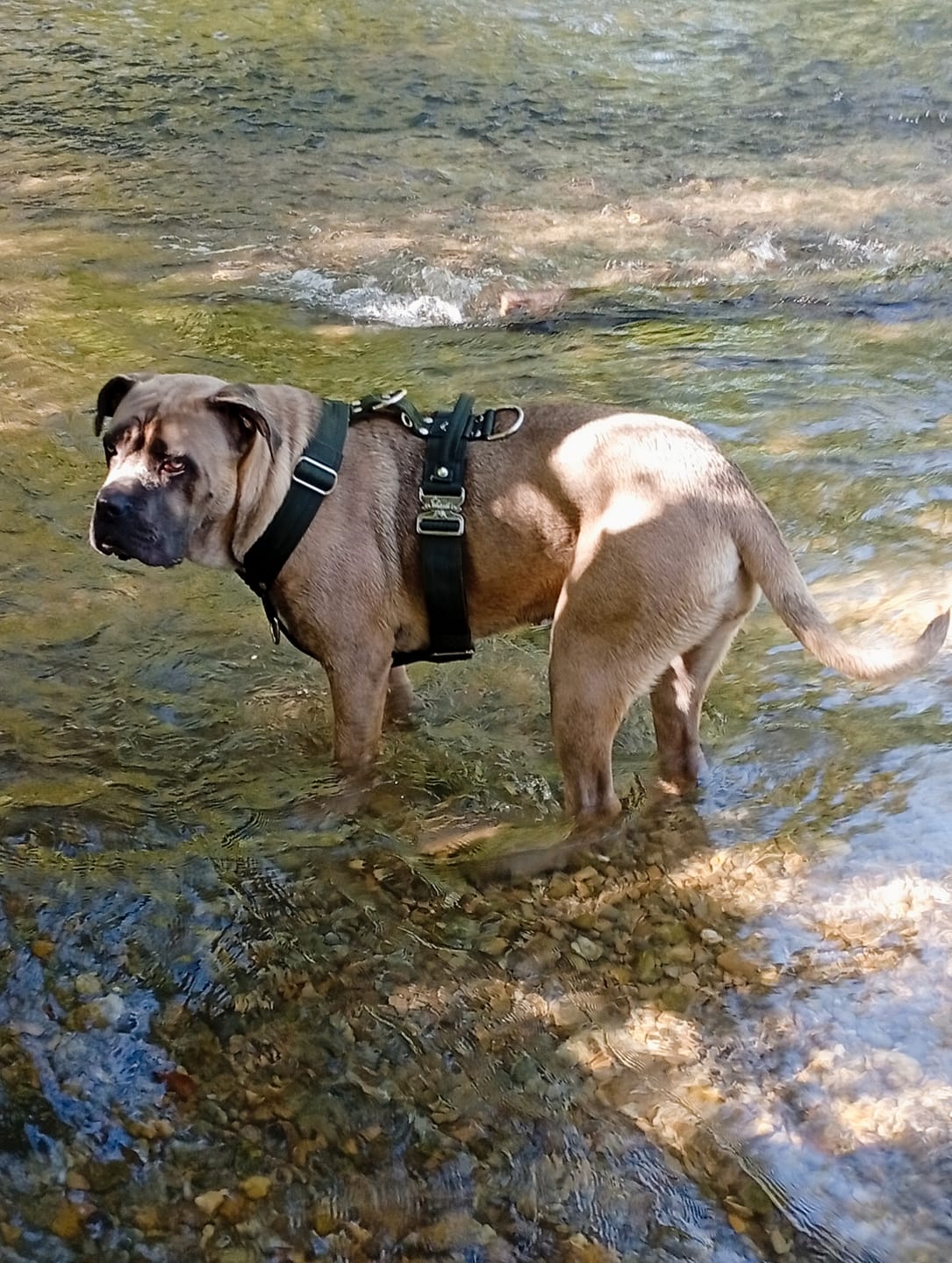Customer photo review of Easy Walk Extreme Khaki - Sele med snabbspänne