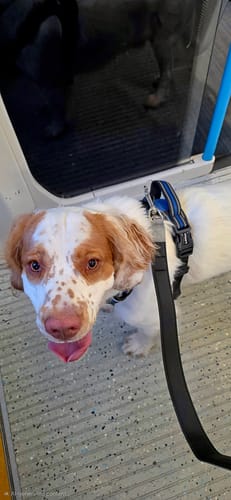 Customer's Clumber Spaniel puppy wearing a harness attached to the Snap Hook Clasp Lead.