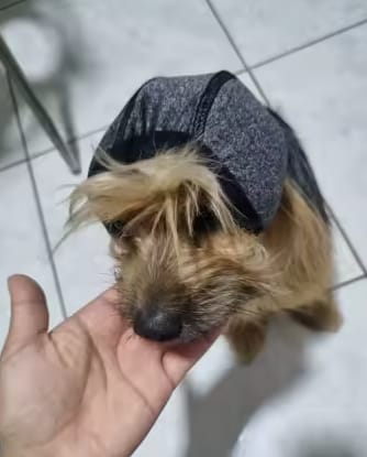 Customer photo review of Orejeras Anti-Ruido para Perros